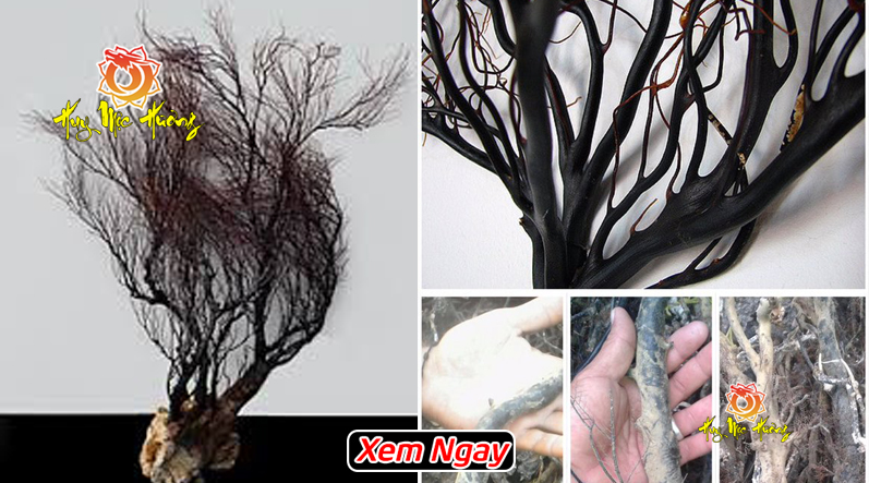 Cây san hô đen tự nhiên