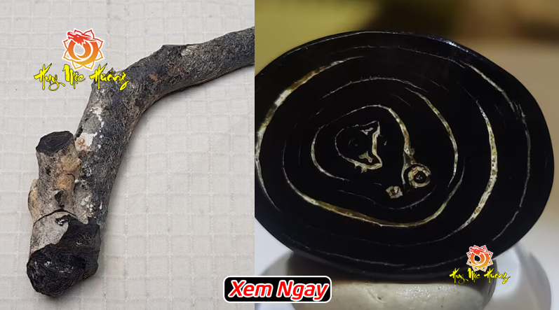 Phôi san hô đen tự nhiên và mặt cắt vân san hô đen