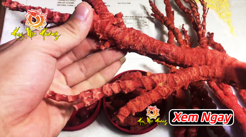 san hô tự nhiên giá bao nhiêu