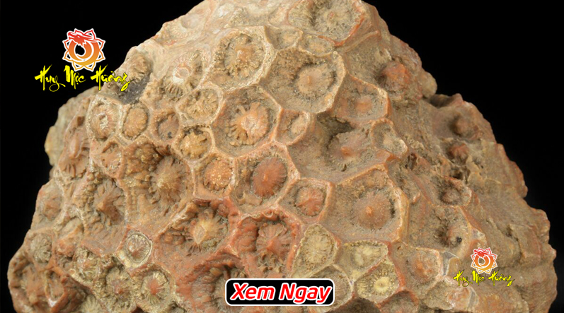 Đá san hô hóa thạch cổ đại