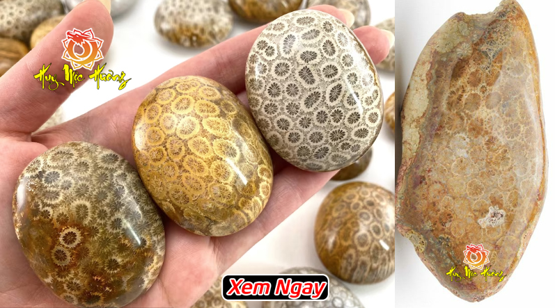 Đá san hô hóa thạch vân đẹp giá tại xưởng