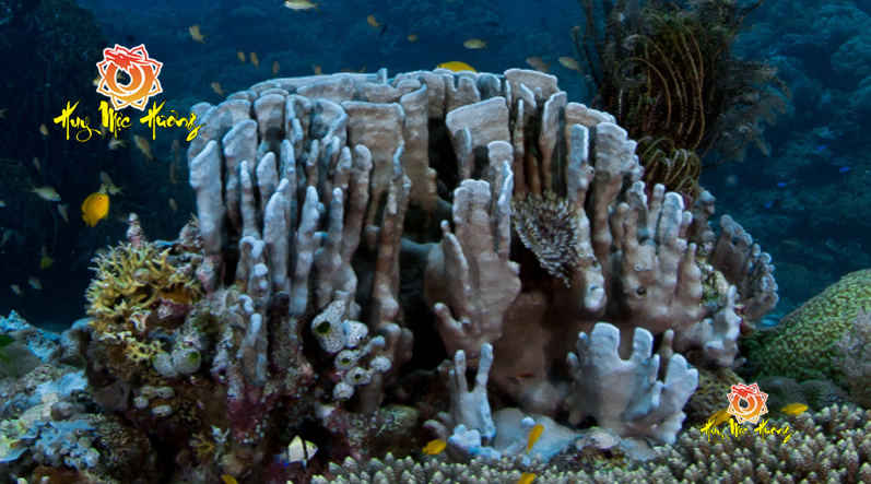 San hô xanh và ý nghĩa phong thủy