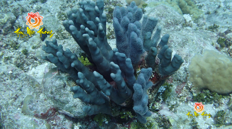 san hô xanh và cách phân biệt thật giả