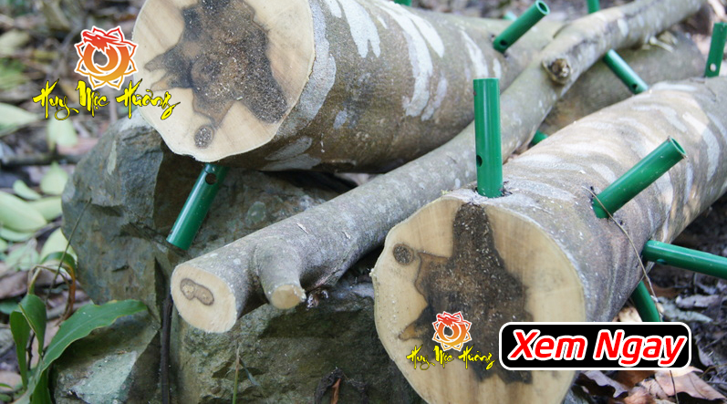 cách tạo trầm hương trên cây dó bầu đơn giản