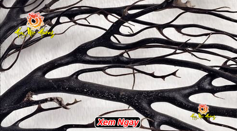 Cây san hô đen tự nhiên