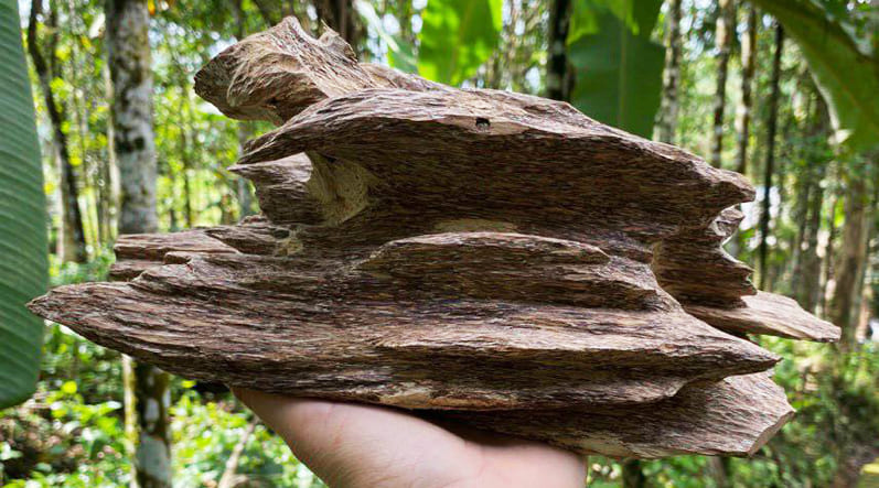 Trầm hương tốc kiến hàng cảnh