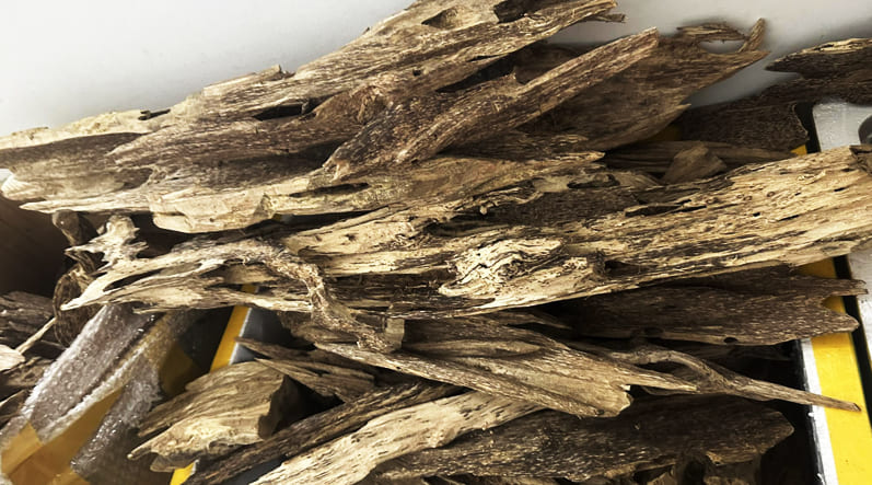 Trầm hương tốc kiến là gì?