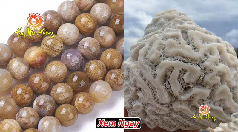 Vòng tay san hô hóa thạch tự nhiên