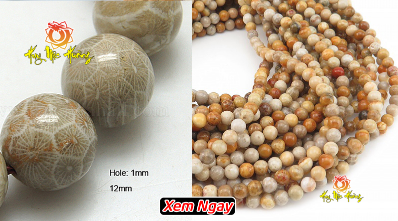 Chuỗi vòng san hô hóa thạch tự nhiên