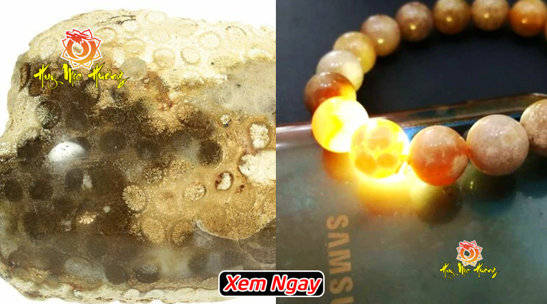 Vòng tay san hô hóa thạch cao cấp