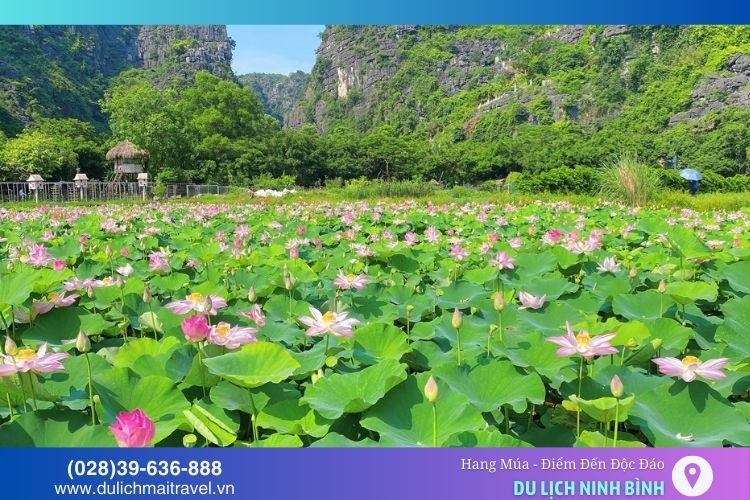 Đầm sen Hang Múa nở rộ vào mùa hè