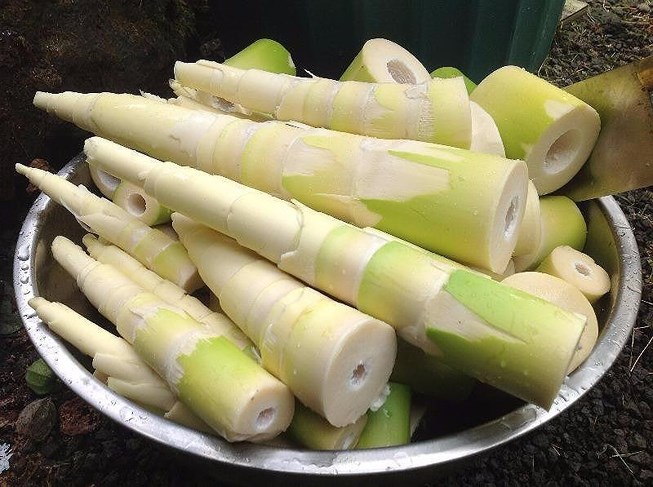Măng lá tươi và những điều nhất định phải biết