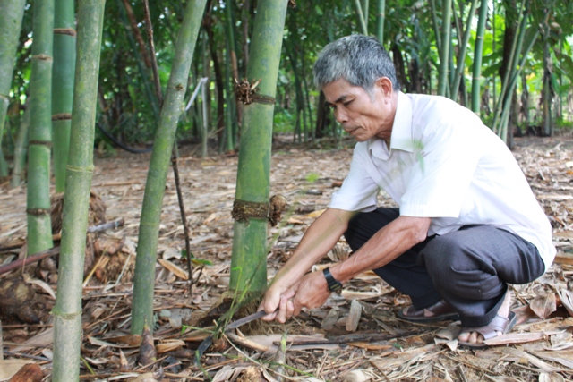 Măng củ tươi TPHCM và những điều bạn cần quan tâm