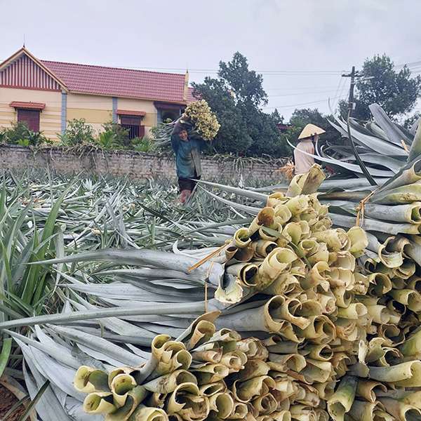 Vải sợi tự nhiên- Rèm cửa AH