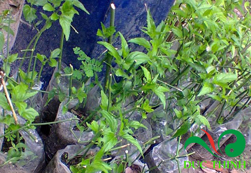 bai-thuoc-su-dung-cay-xuong-khi-tri-ung-thu