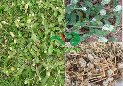 cach-su-dung-cay-no-ngay-dat-tri-benh-gout