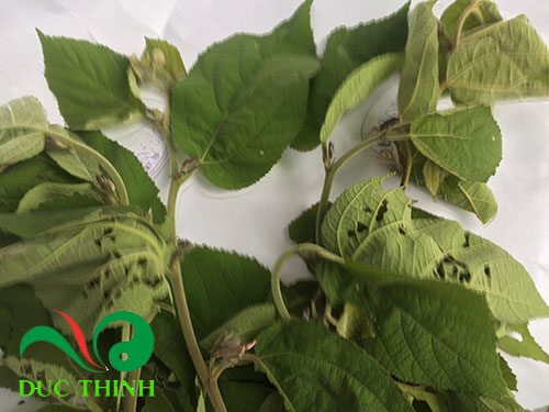 cay-an-xoa-co-chua-duoc-benh-tieu-duong-khong