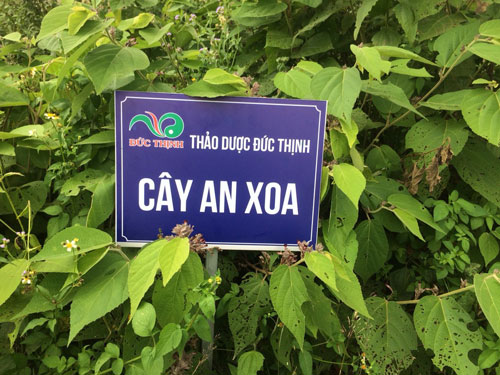 cay-thuoc-an-xoa-ho-tro-dieu-tri-ung-thu-gan