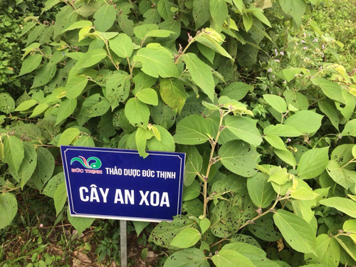 cach-nhan-biet-cay-an-xoa-that-va-gia