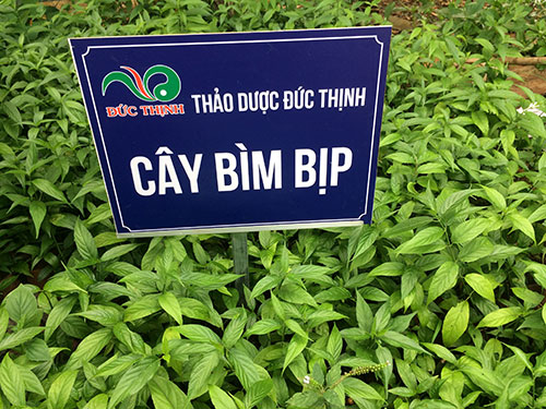mo-ta-la-hoa-va-hat-cay-bim-bip