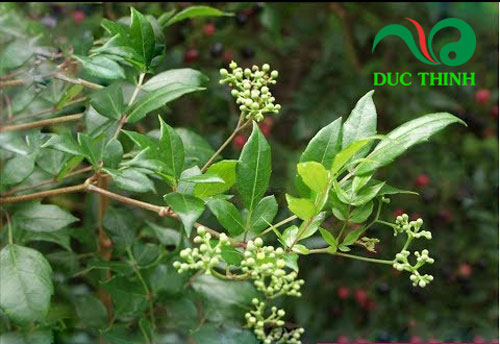 4-tac-dung-chua-tri-benh-cua-cay-che-day-rung
