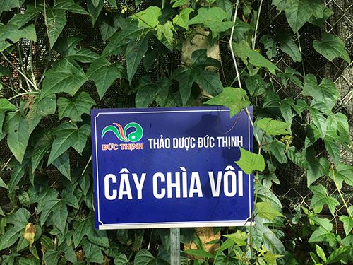 tac-dung-cua-cay-chia-voi