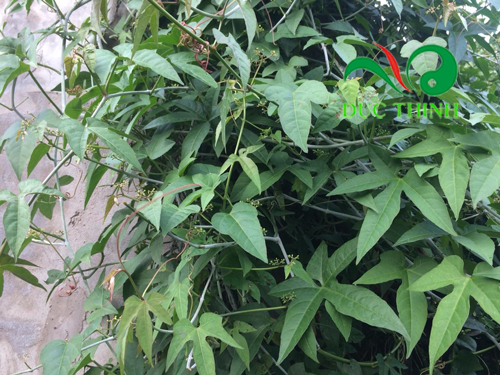 bai-thuoc-tri-thoat-vi-dia-dem-bang-cay-chia-voi