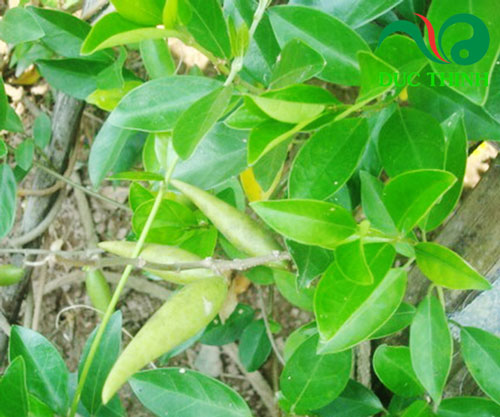 mua-day-thia-canh-tri-tieu-duong-o-dau