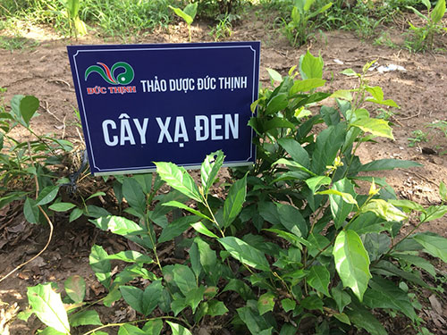 cach-su-dung-cay-xa-den-dieu-tri-ung-thu-gan