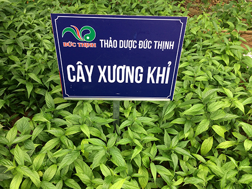bai-thuoc-tri-benh-tu-cay-xuong-khi