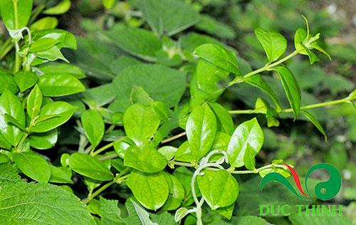 day-thia-canh-co-tac-dung-gi