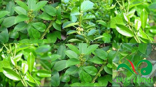 cach-su-dung-day-thia-canh-tri-tieu-duong