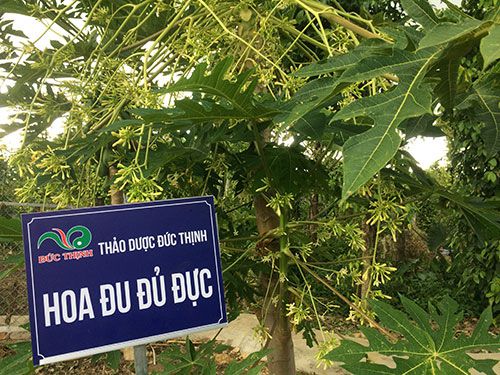 mua-hoa-du-du-duc-o-dau-uy-tin