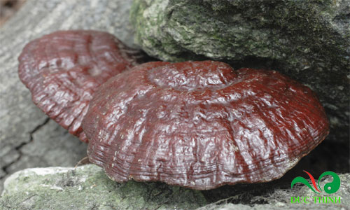 tac-dung-cua-nam-lim-xanh