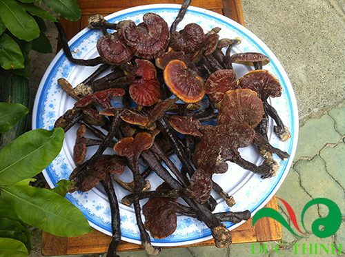nam-lim-xanh-ho-tro-dieu-tri-benh-tieu-duong