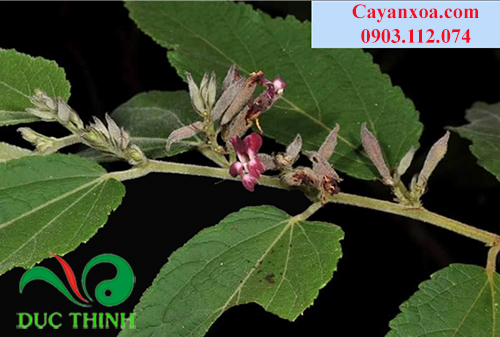 mua-cay-an-xoa-o-ho-chi-minh