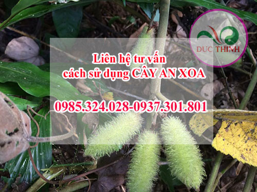co-the-ket-hop-cay-an-xoa-voi-thao-duoc-nao-de-dieu-tri-benh-gan