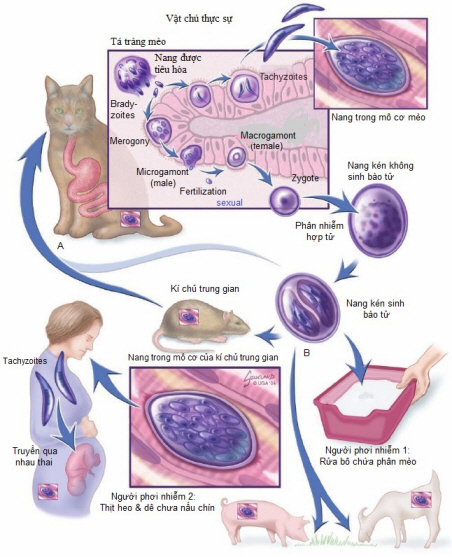 Vòng đời của Toxoplasma gondii