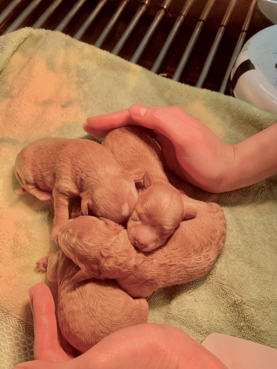 dich vu sinh san thu y Viet Duc