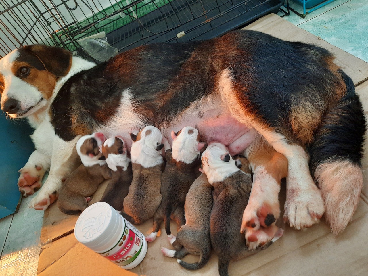 dich vu sinh san thu y Viet Duc