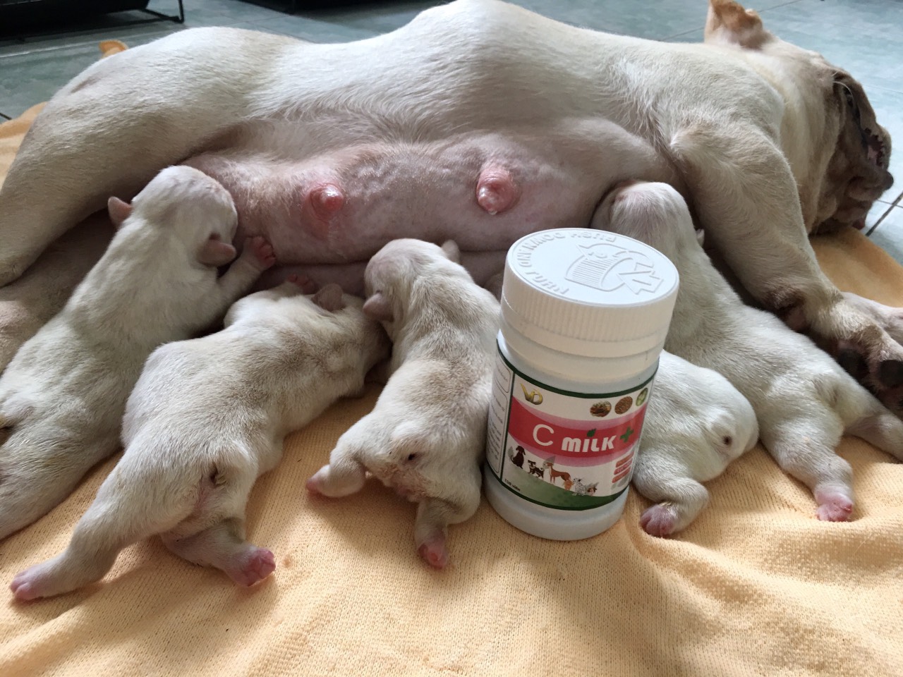 dich vu sinh san thu y Viet Duc