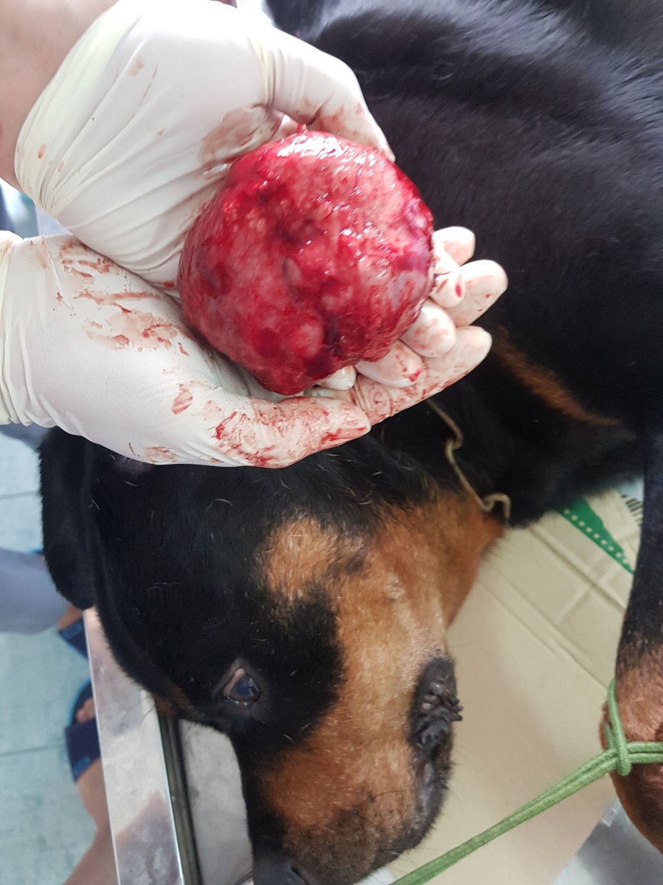 dich vu sinh sản thu y Viet Duc