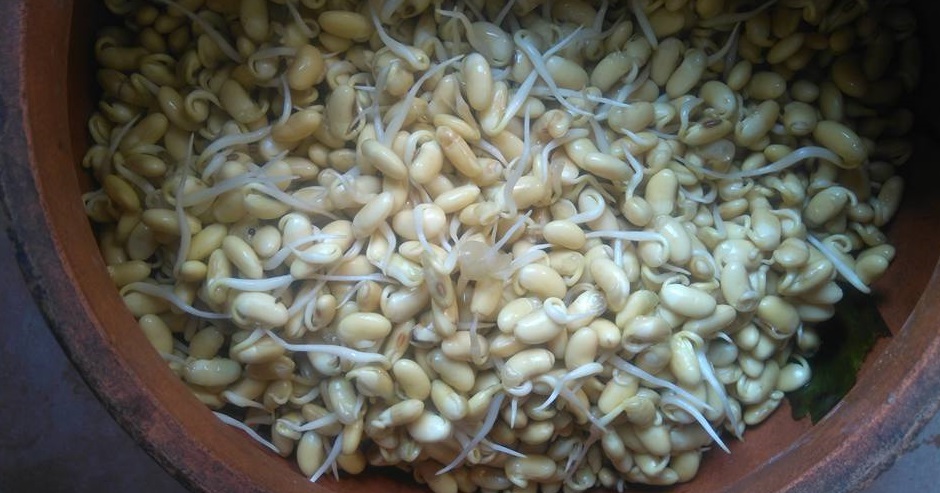 Mầm đậu nành sau 3 ngày ủ