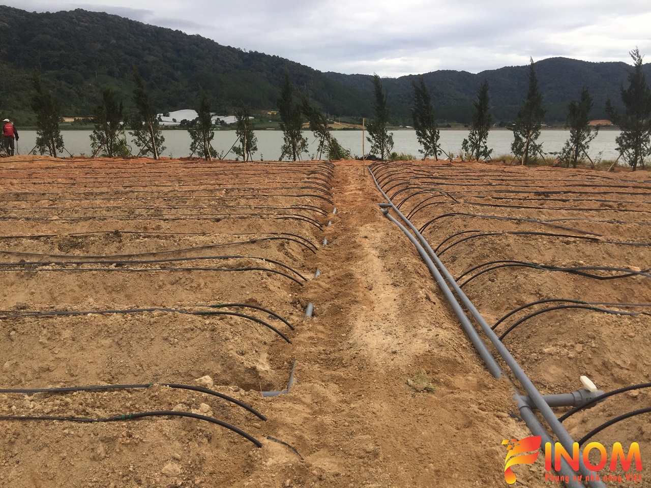 Drip irrigation for aubergine