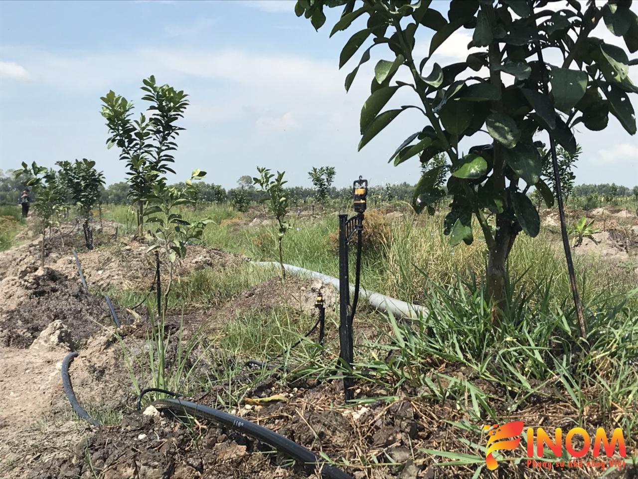 Irrigation system for citrus