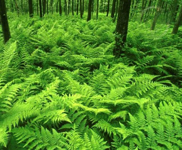 Cay-duong-xi-Polypodium-Leucotomos-PLE