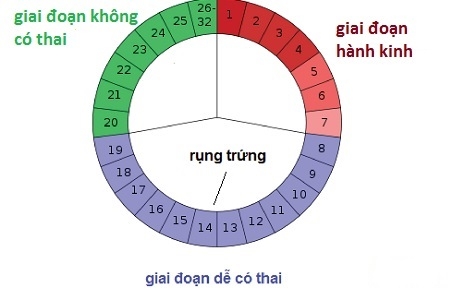 tính ngày rụng trứng