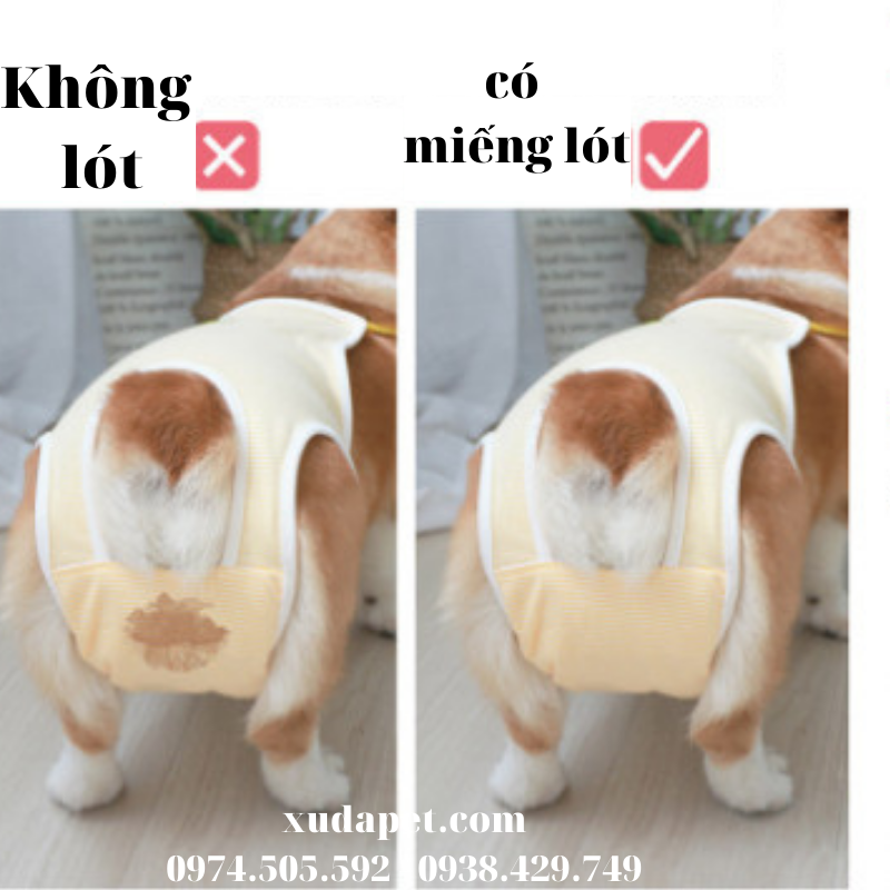 miếng lót quần sinh lý cho chó
