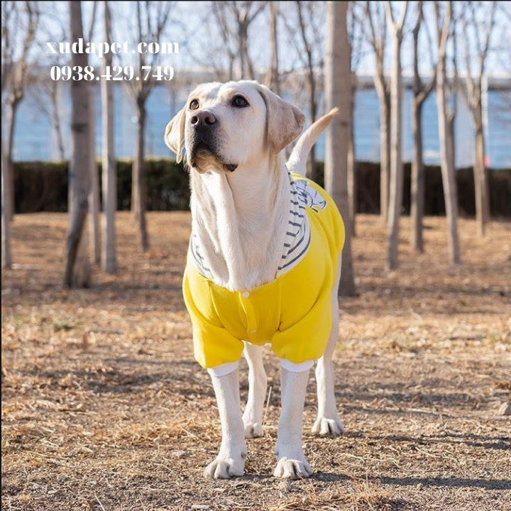 Áo Hoodie Vàng Hình Chó Pug Nón Sọc