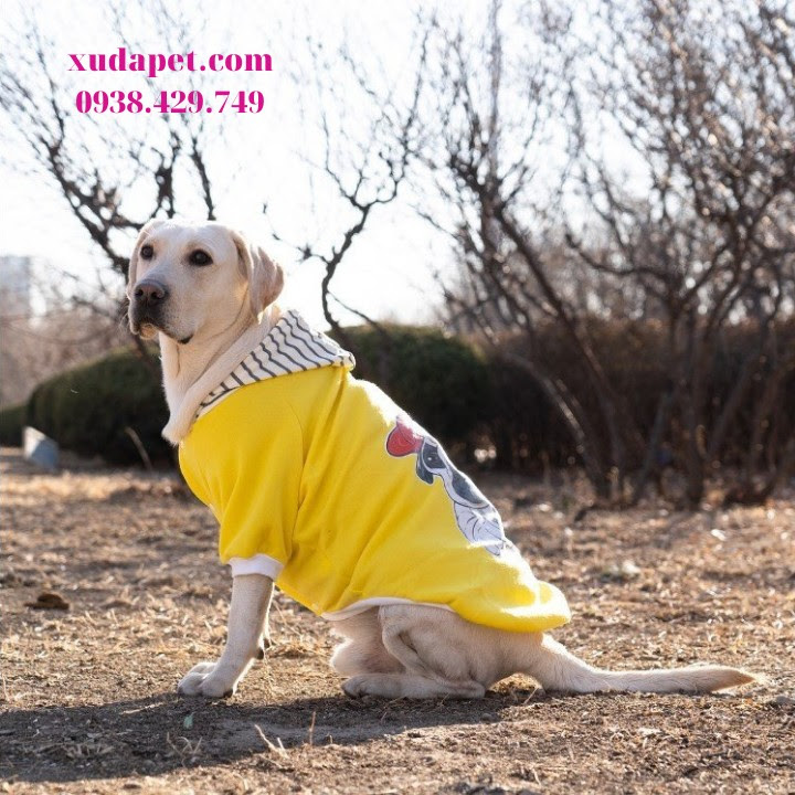 Áo Hoodie Vàng Hình Chó Pug Nón Sọc